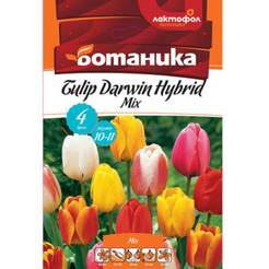Tulip bulbs 4 pcs. Darwin Hybrid Mixed colors