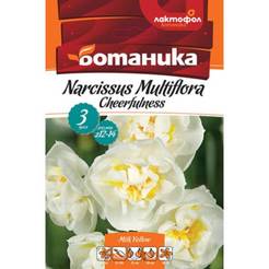 Narcissus bulbs 3pcs. Multiflora Chherfulness