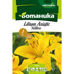 Lily bulb yellow 1pc, size 12-14