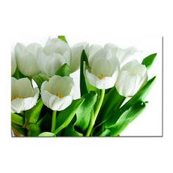 Picture White tulips 85 x 113 cm, canvas, ST012