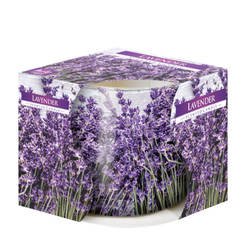 Decorative candle in a glass - lavender