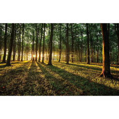 3D Wallpaper for wall - Forest 368 x 254 cm