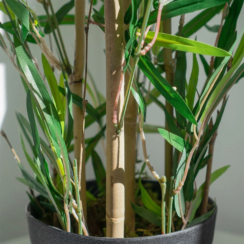 minima variegata Rhaphidophora Tetrasperma Variegata main image 1