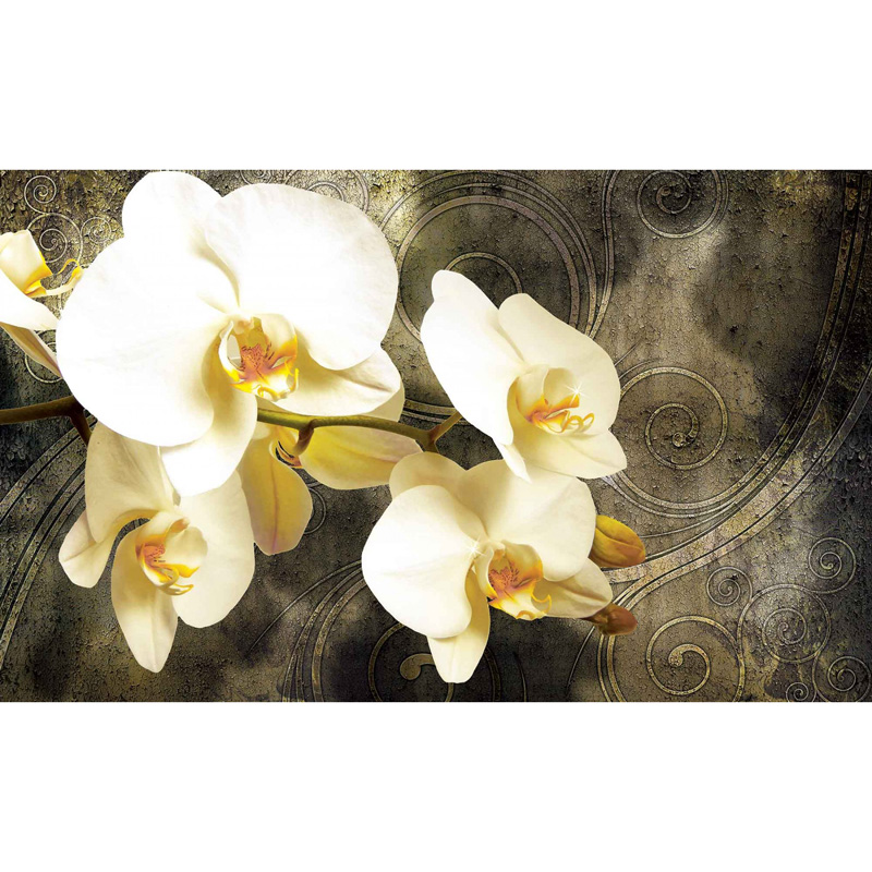 3D Wall mural White flowers, Orchids 368 x 254 cm ⋆ MASTERHAUS