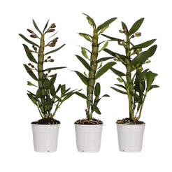 Dendrobium potted plant Dendrobium nobile mix 1t 12cm H50