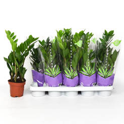 Растение Замио в горшке Zamioculcas zamiifolia 12см В40