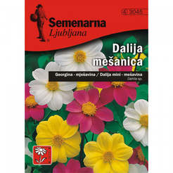 Семена за цветя Далия Dahlia pinnata Mignon-Mix