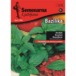 Basil seeds Ocimum basilicum genovese