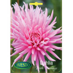 Dahlienzwiebeln Dalia Cactus-Park Princess IVESTO