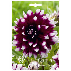 Dahlienzwiebeln Dalia Decoratyve-Mistery Day IVESTO