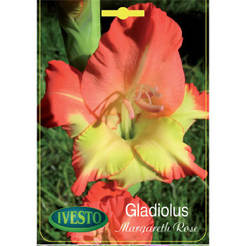 Gladiolenzwiebeln, Gladiolus Margareth Rose, IVESTO
