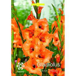 Bulbs Gladiolus Gladiolus Venetie IVESTO
