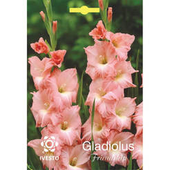 Bulbs Gladiolus Gladiolus Friendship IVESTO