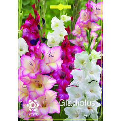 Bulbs Gladiola Gladiolus Gladiolus Mix IVESTO