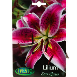 Garden bulbs Lilium ilium Stargazer IVESTO