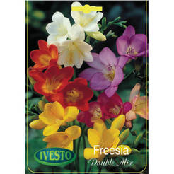 Freesia bulbs Freesia double flowering mixed IVESTO