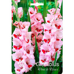 Gladiolenzwiebeln, Weinrote Rosen, IVESTO