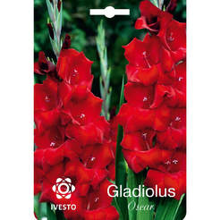 Gladiolenzwiebeln Oscar IVESTO