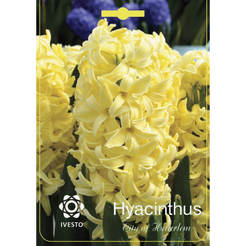 Луковицы гиацинтов, город Харлем