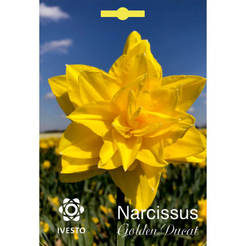 Луковици Нарцис Golden Ducat