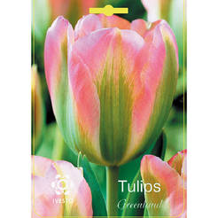Tulpenzwiebeln Grönland Ivesto