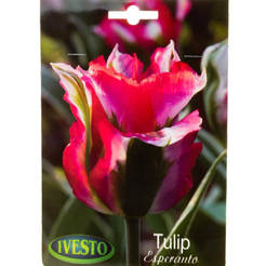 Tulpenzwiebeln Esperanto IVESTO