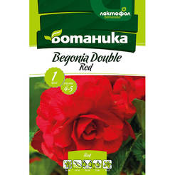 Begonia bulb double red 1pc.