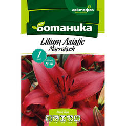 Bulb Lily Asian Marrakech dark red 1pc.