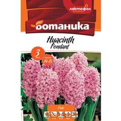 Hyacinth bulbs 2 pcs. Fondant