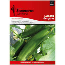 Семена краставици Гергана Kumara Gergana