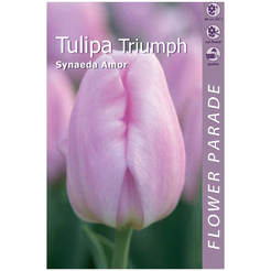 Tulip bulbs 4 pcs. Triumph Synaeda Amor