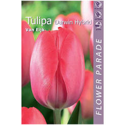 Tulip bulbs 4pcs Darwin Hybrid Van Eijk