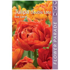 Tulip bulbs 4pcs Double Late Sunlover