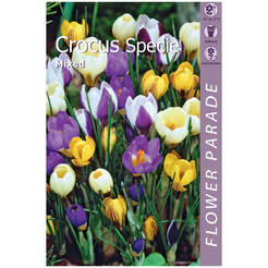 Crocus bulbs 10pcs Specie Mixed