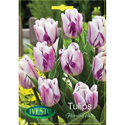 Bulbs Tulip Flaming flag IVESTO