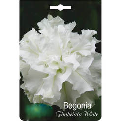 Луковицы бегонии белые 7031 IVESTO
