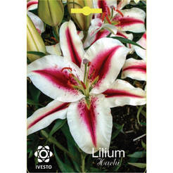 Gartenzwiebeln Lilium Hachi IVESTO