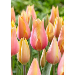 Tulpenzwiebeln Blushing Lady