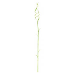 Clamp for orchids green Coubi