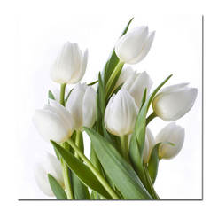 Картина Бели лалета 80 х 80см, канаваца, Tulipan, ХС51429