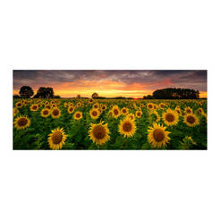 Стъклена картина за стена 50х125см GL545 Слънчогледи STYLER