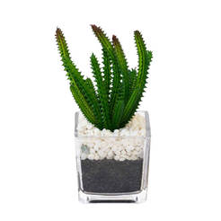Композиция Кактус 8х8х19см в горшке с декоративной галькой 10388