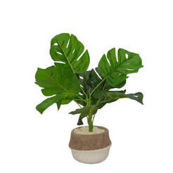 Artificial Monstera plant in a ceramic pot 9 x 36 cm