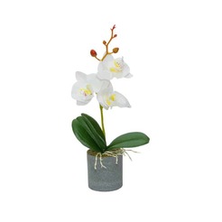 Orchideenarrangement 6x28cm weiß mit gelb im Topf 4133
