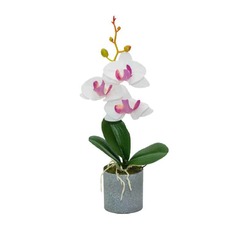Orchideenarrangement 6x28cm weiß mit lila im Topf 4147