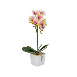 Orchideenarrangement (9x10x50cm, weiß) mit Alpenveilchen im Topf