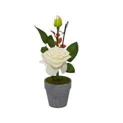 Arrangement White rose in a pot of 25 cm