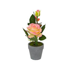 Композиция Роза желтая с розовым в горшке 25 см