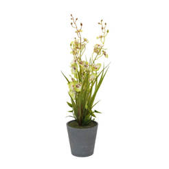 Arranged blooming flower in a pot 49 cm white with green