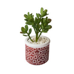 Аранжировка растение в червена кашпа 20х9.5см